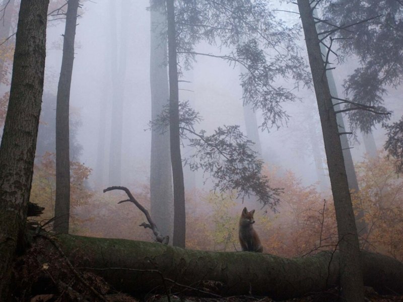 Лиса в туманном лесу