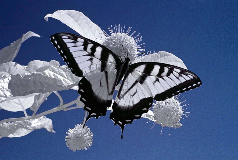 Красивая Новогодняя бабочка