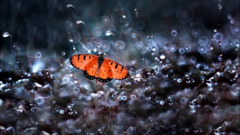 Бабочка на зимнем окне