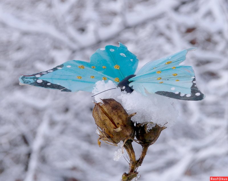 Снежные бабочки