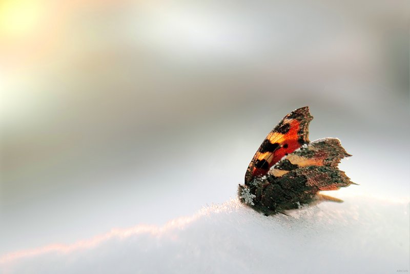 Снежные бабочки