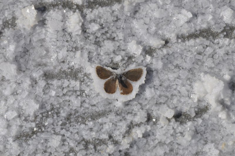 Снежные бабочки снежные