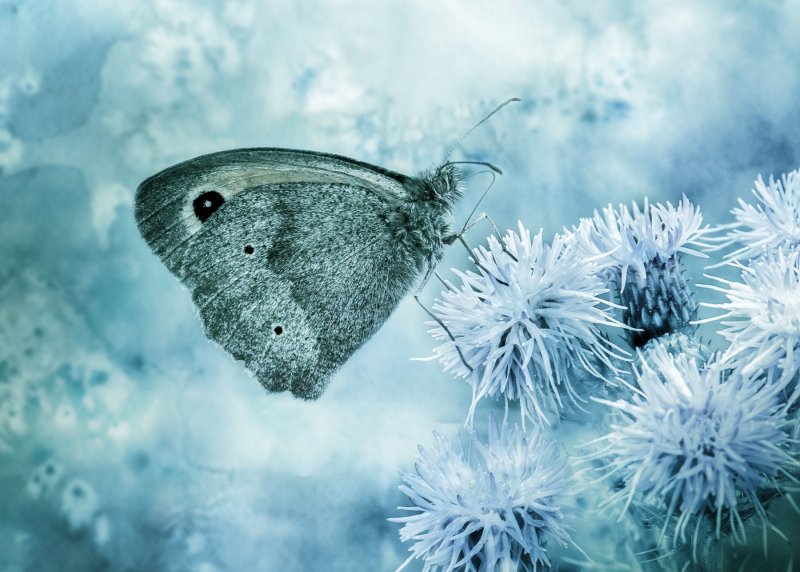 Бабочка на снегу