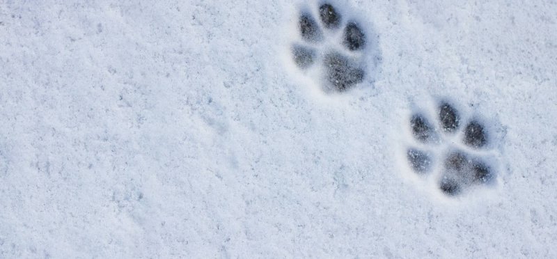 Отпечатки кошачьих лап на снегу
