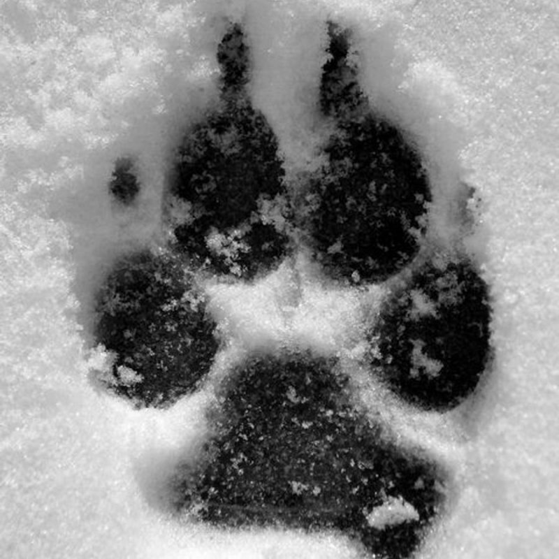 Следы на снегу щенка