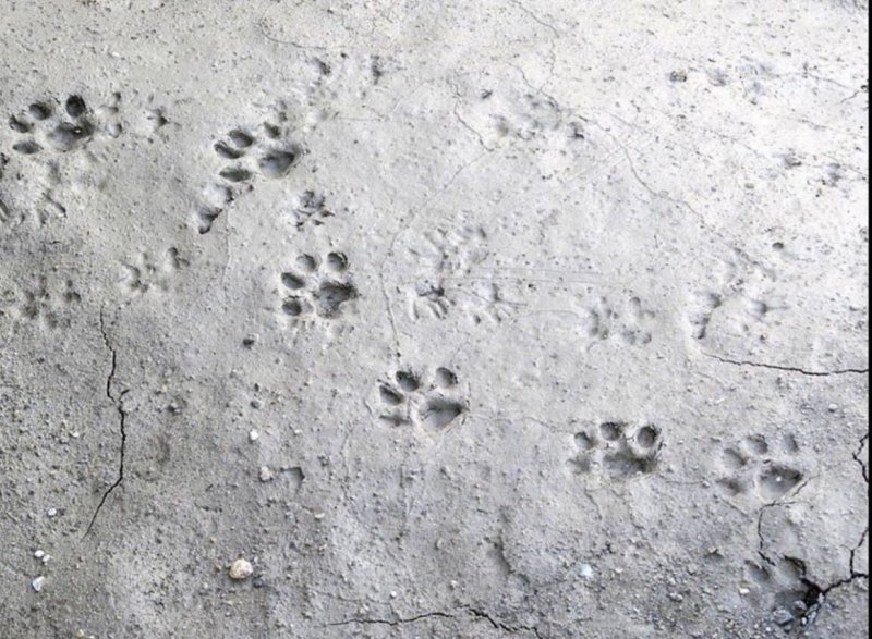 Собачьи следы на песке
