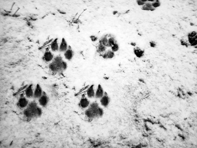 Следы волка на снегу фото