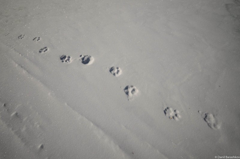 Крысиные следы на снегу