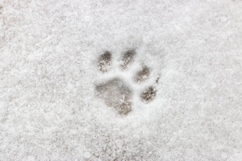 Следы кошки на снегу