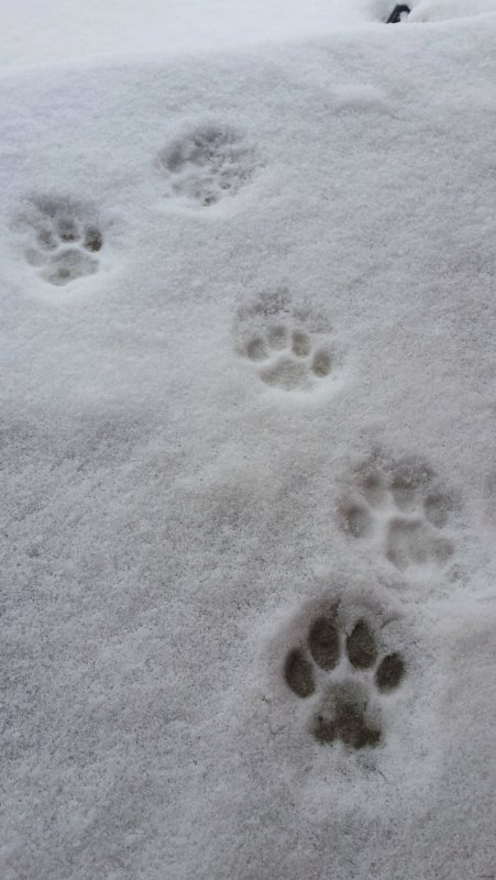 Следы собаки на снегу