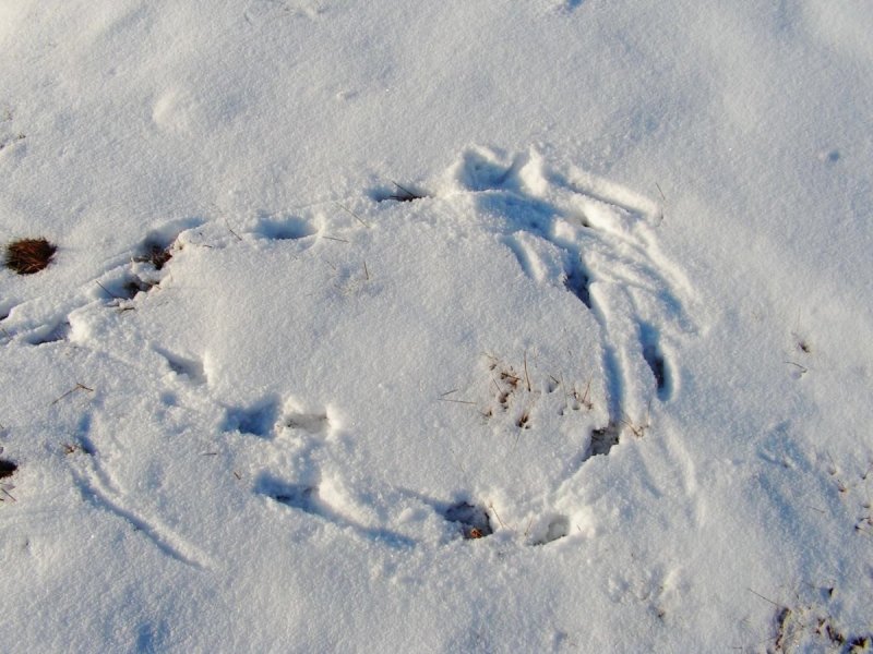 Собачьи следы на снегу