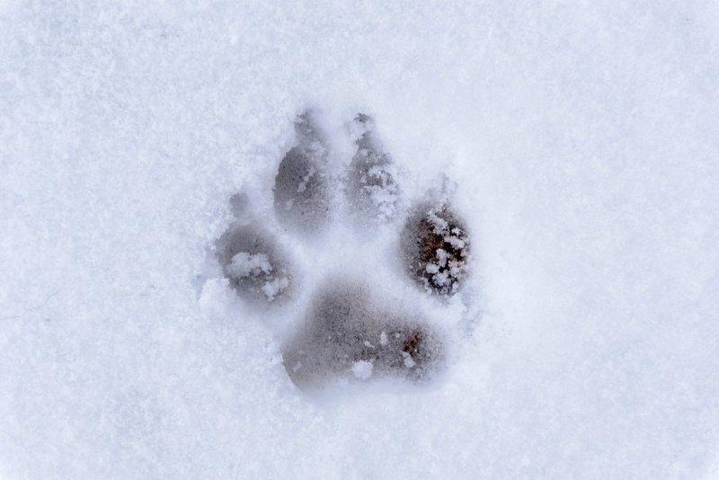 Кошачьи следы на снегу