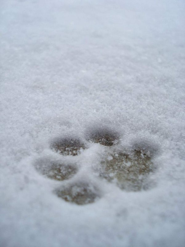 Следы собаки на снегу
