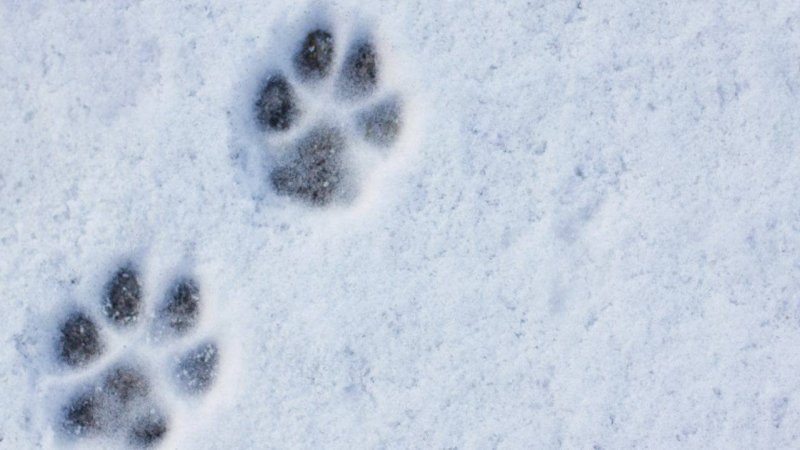 Следы кошачьих лапок на снегу