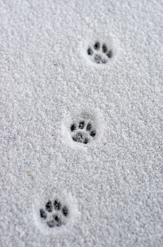 Кошачьи следы на снегу