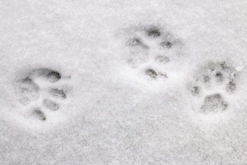Следы енотовидной собаки на снегу