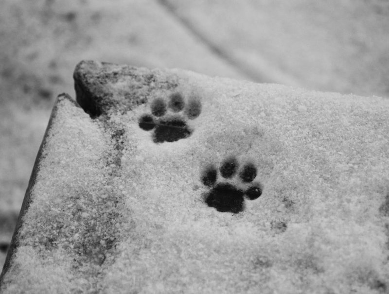 Лапы собаки на снегу