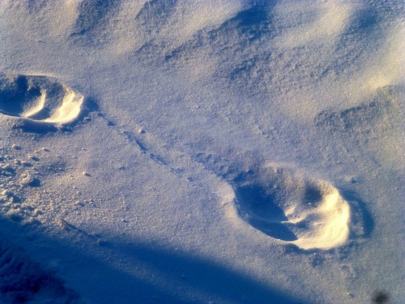 Волчьи следы на снегу