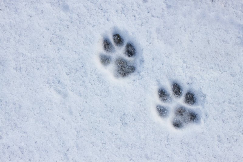 Медвежьи следы на снегу