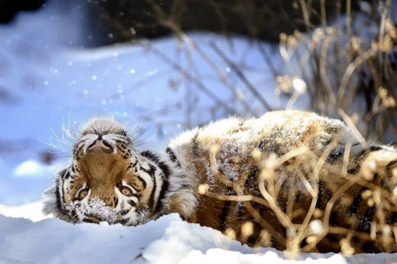 Животные в снегу