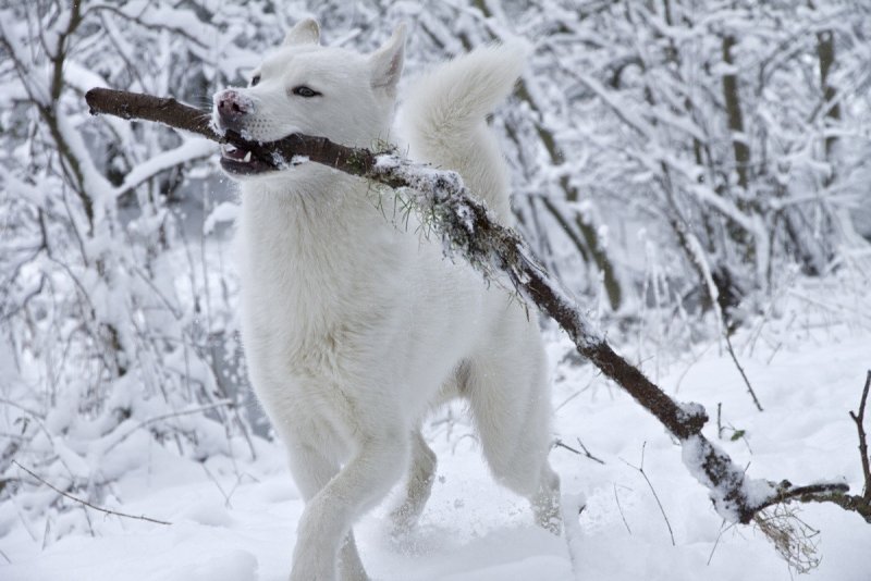 Радуется снегу животное