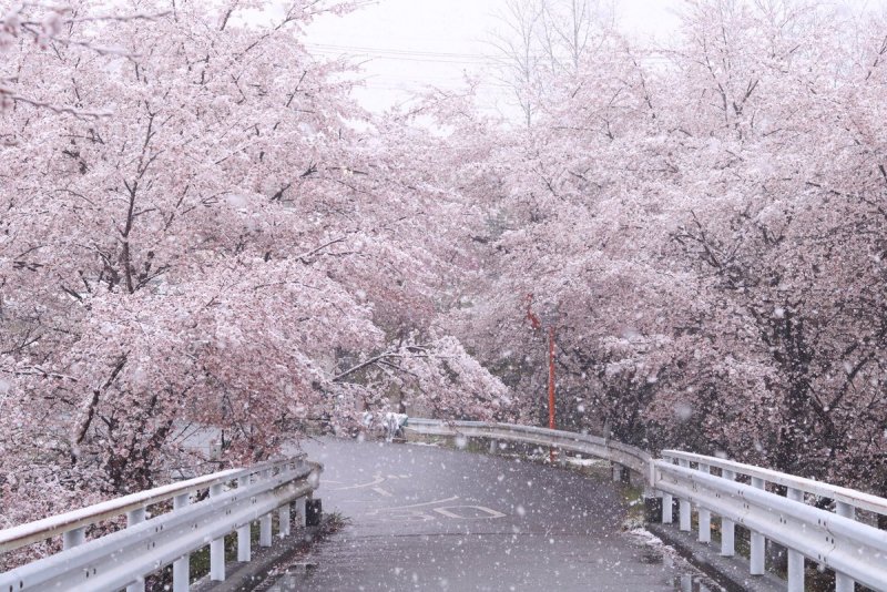 Бамбуковый лес в снегу Киото