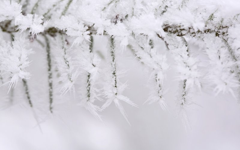 Зимние ветки в снегу