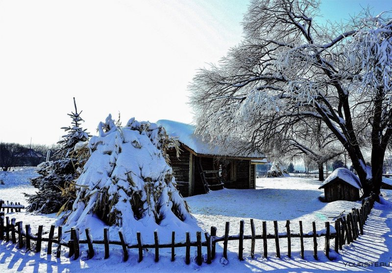 Деревья в снегу в деревне
