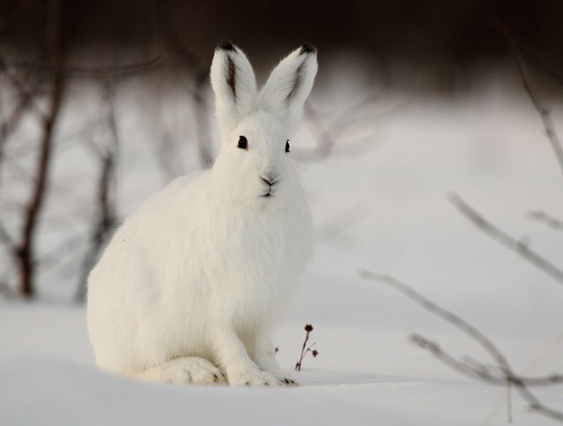 Заяц в зимнем лесу