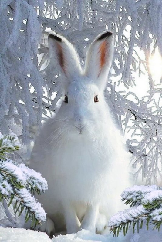 Белый заяц на снегу