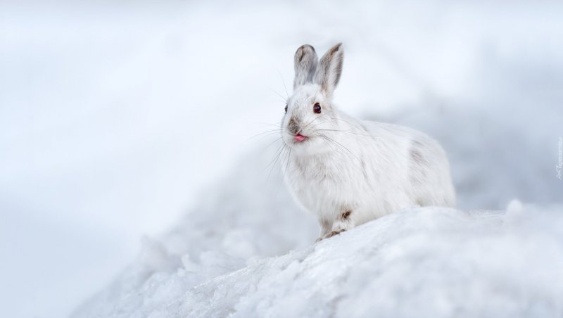 Заяц Беляк на снегу
