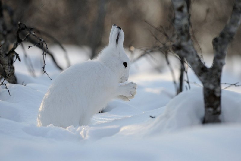 Заяц снегоступ