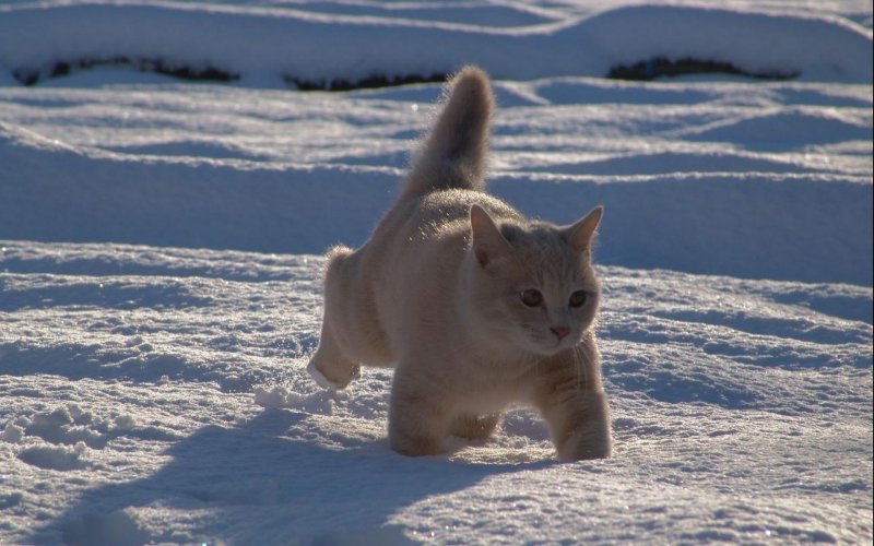 Котенок в снегу