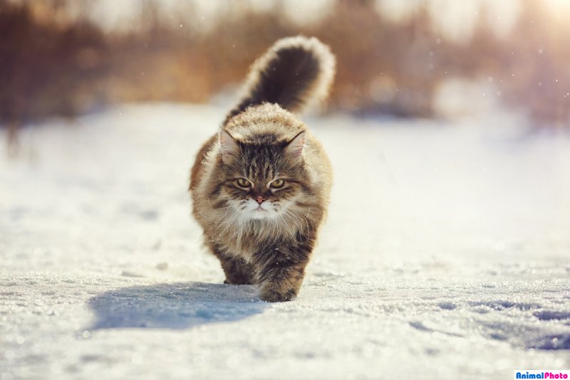 Пушистый кот зима