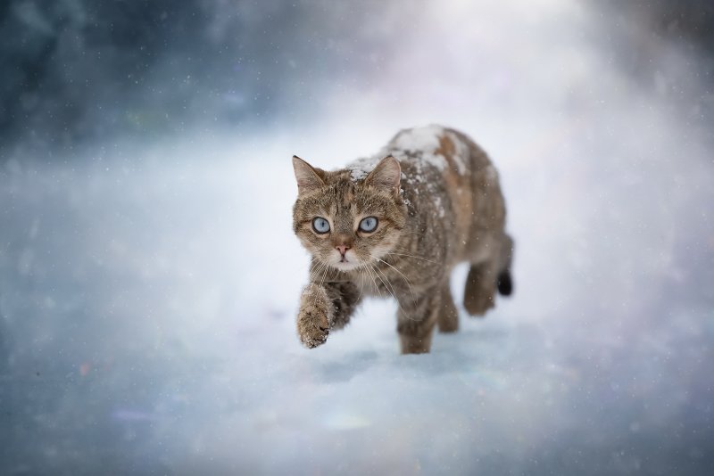 Снежный котенок