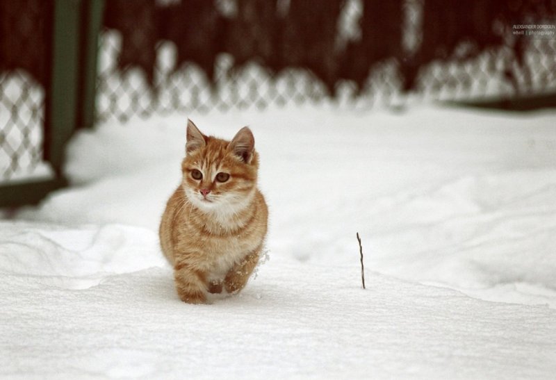 Кот на фоне зимнего леса
