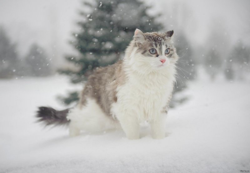 Котики обнимаются в снегу