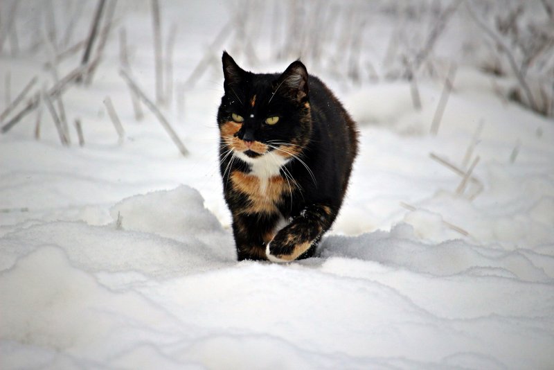 Кот ходит по снегу