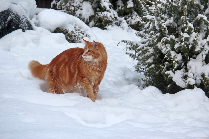 Пушистый кот бежит по снегу