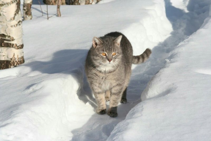 Кот по снегу
