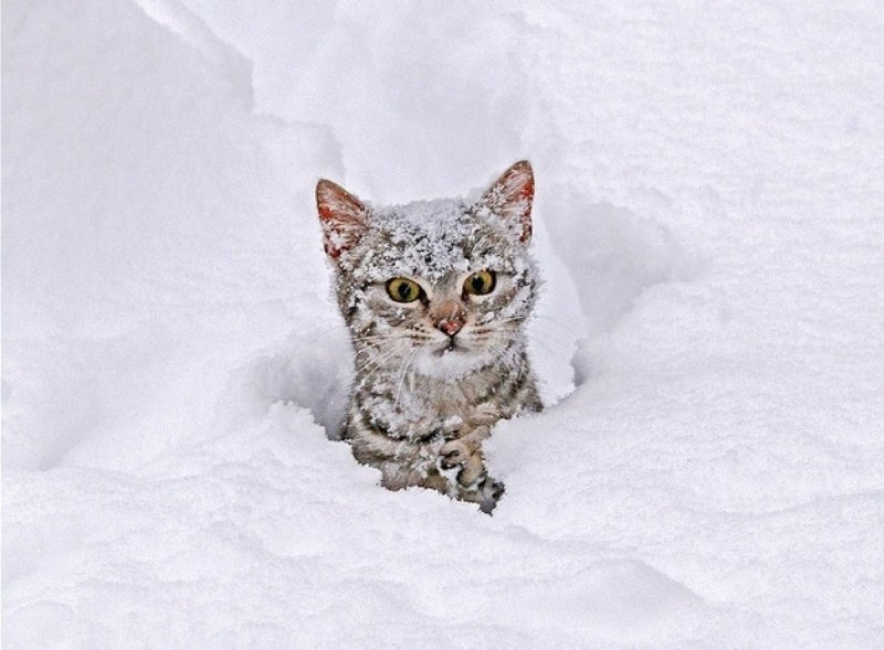 Полосатый кот зимой
