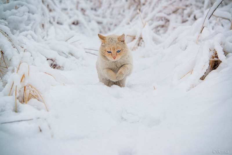 Кот зима
