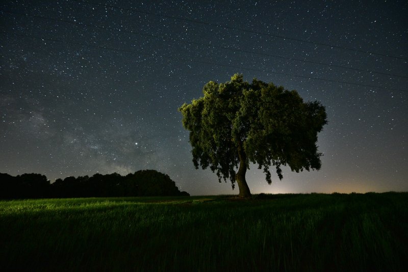 Дерево в ночном поле