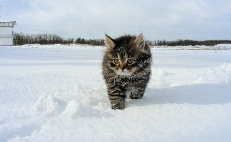 Зимние котята