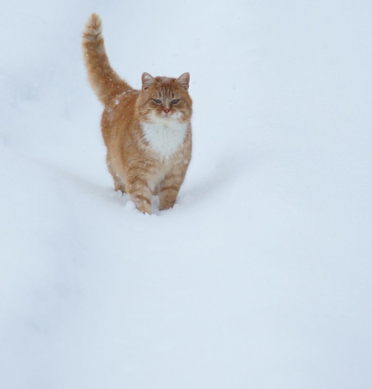 Кошка лежит на снегу