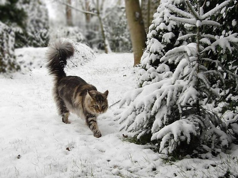 Кошка на улице зимой