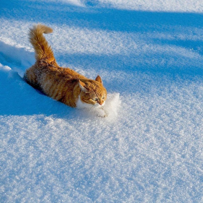 Британский кот в снегу