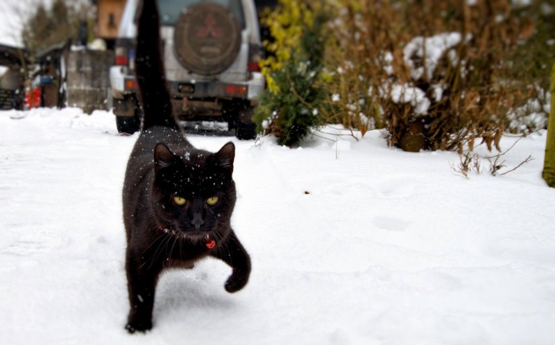 Черный кот зима