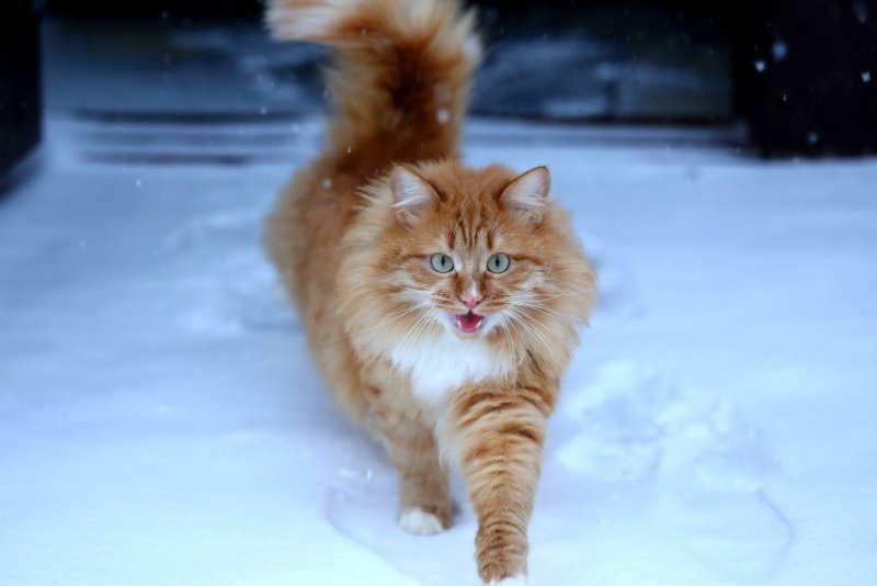 Лесной кот зимой