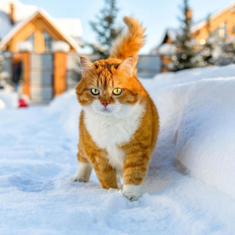 Рыжий кот зимой